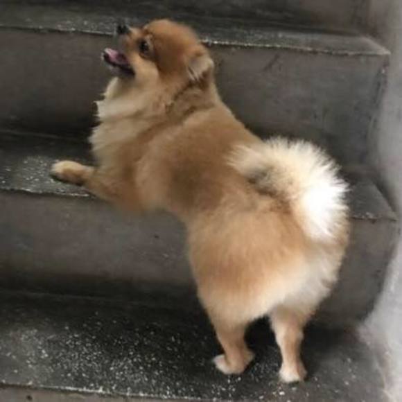 Meet your Posher, Mien - Picture 1 of 1